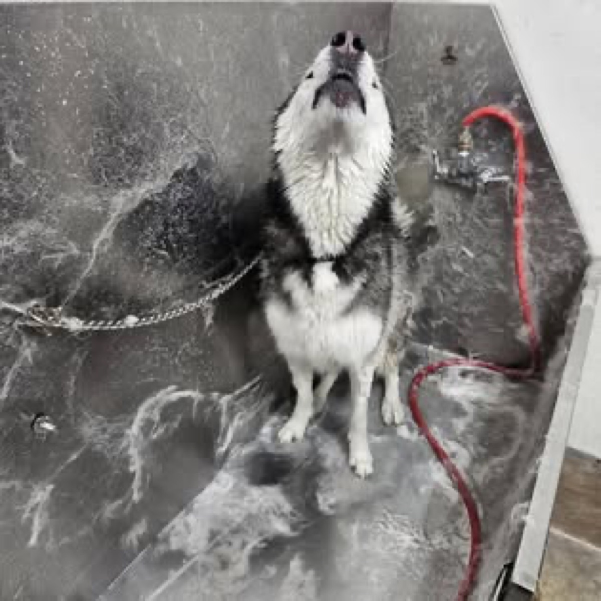 Big bath-time personality.