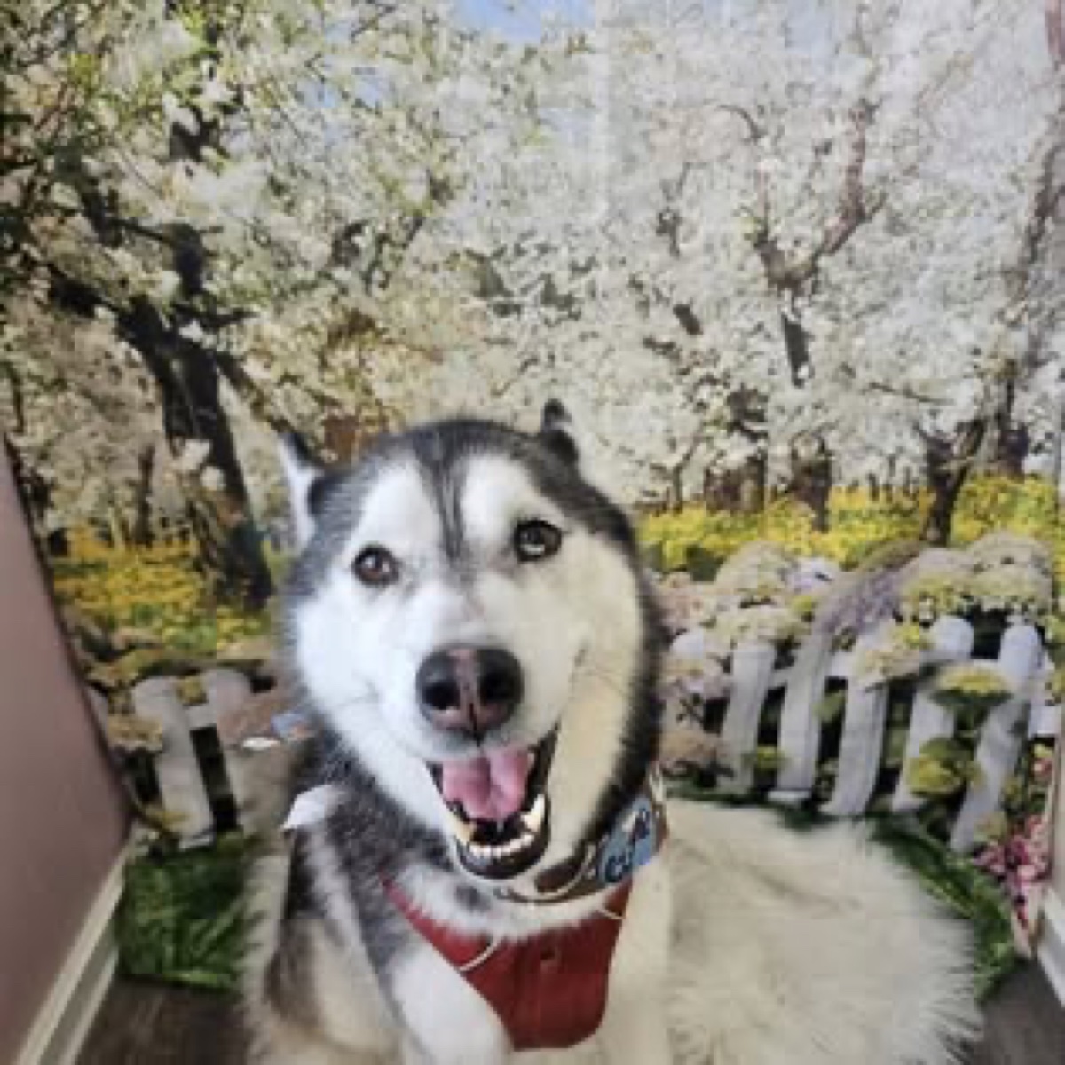 Husky with a fresh coat and maroon bandana after grooming at Posh Paws
